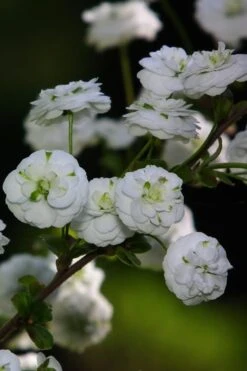 Plena Double Bridal Wreath Spirea (Spirea Prunifolia) - 6 Pack Of 1 Gallon Pots 14 Plena Double Bridal Wreath Spirea (Spirea Prunifolia) - 6 Pack Of 1 Gallon Pots -Garden Plants Spirea Bridal Wreath Plena 1