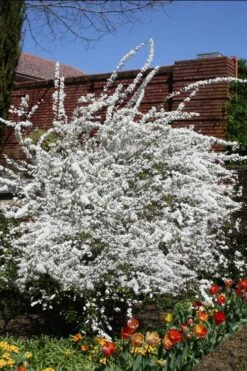 Plena Double Bridal Wreath Spirea (Spirea Prunifolia) - 6 Pack Of 1 Gallon Pots 11 Plena Double Bridal Wreath Spirea (Spirea Prunifolia) - 6 Pack Of 1 Gallon Pots -Garden Plants Spirea Bridal Wreath Plena 3