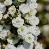 Plena Double Bridal Wreath Spirea (Spirea Prunifolia) - 1 Gallon Pot