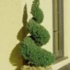 Spiral Dwarf Alberta Spruce Topiary - 2 Gallon Pot