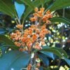 Apricot Echo Tea Olive (Osmanthus Fragrans Aurantiacus) - 7 Gallon Pot (3-4')