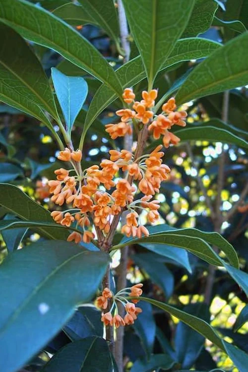 Apricot Echo Tea Olive (Osmanthus Fragrans Aurantiacus) - 7 Gallon Pot (3-4') 1 Apricot Echo Tea Olive (Osmanthus Fragrans Aurantiacus) - 7 Gallon Pot (3-4')