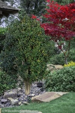 Apricot Echo Tea Olive (Osmanthus Fragrans Aurantiacus) - 7 Gallon Pot (3-4') 8 Apricot Echo Tea Olive (Osmanthus Fragrans Aurantiacus) - 7 Gallon Pot (3-4') -Garden Plants Tea Olive Apricot Echo 12