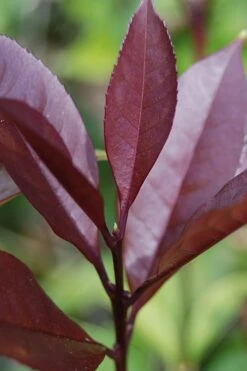 Apricot Echo Tea Olive (Osmanthus Fragrans Aurantiacus) - 7 Gallon Pot (3-4') 9 Apricot Echo Tea Olive (Osmanthus Fragrans Aurantiacus) - 7 Gallon Pot (3-4') -Garden Plants Tea Olive Apricot Echo 4