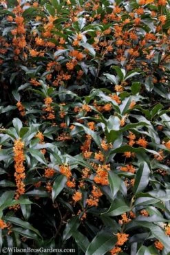 Fragrant Orange Tea Olive - Osmanthus Fragrans Aurantiacus - 3 Gallon Pot -Garden Plants Tea Olive Orange 103 1
