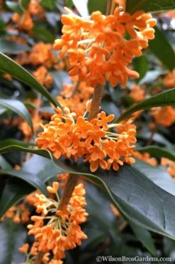 Fragrant Orange Tea Olive - Osmanthus Fragrans Aurantiacus - 7 Gallon Pot (3-4') -Garden Plants Tea Olive Orange 104