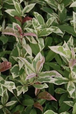 Pink Flush Variegated Tea Olive (Osmanthus Fragrans 'Yinbi Shuanghui') - 6 Pack Of Quart Pots -Garden Plants Tea Olive Yinbi Shuanghui Variegated 2