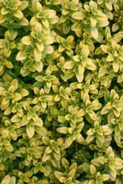Archers Gold Lemon Thyme - Thymus Citriodorus - 10 Pack Of Pint Pots -Garden Plants Thyme Archers Gold Rev 500x750 1