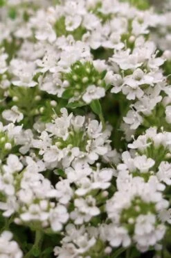 White Creeping Thyme (Thymus Praecox 'Albiflorus') 10 Pack Of Pint Pots -Garden Plants Thyme Creeping White 3 1
