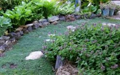 Elfin Creeping Thyme (Thymus Serpyllum 'Elfin') - 5 Pack Of Pint Pots -Garden Plants Thyme Elfin 10 1