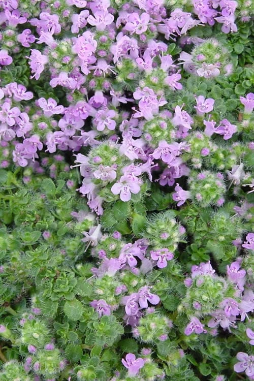 Elfin Creeping Thyme (Thymus Serpyllum 'Elfin') - 5 Pack Of Quart Pots 6 Elfin Creeping Thyme (Thymus Serpyllum 'Elfin') - 5 Pack Of Quart Pots - Image 6