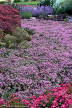 Creeping Mother Of Thyme (Thymus Serpyllum) - 5 Pack Of Quart Pots -Garden Plants Thyme Pink Chintz 10 1