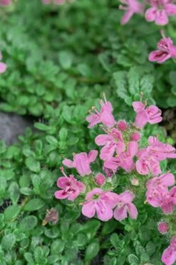 Creeping Mother Of Thyme (Thymus Serpyllum) - 5 Pack Of Quart Pots -Garden Plants Thyme Pink Chintz 5 1