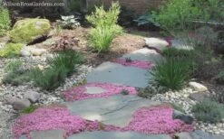 Pink Chintz Thyme - Thymus Serpyllum - 5 Pack Of Quart Pots -Garden Plants Thyme Pink Chintz 8 4