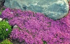 Red Creeping Thyme (Thymus Praecox 'Coccineus') - 8 Pack Of Quart Pots -Garden Plants Thyme Red Creeping 10