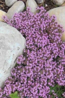 Pink Chintz Thyme - Thymus Serpyllum - 5 Pack Of Quart Pots -Garden Plants Thyme Red Creeping 12 4