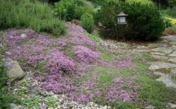 Splendens Purple Creeping Thyme - (Thymus Praecox) - 5 Pack Of Quart Pots 11 Splendens Purple Creeping Thyme - (Thymus Praecox) - 5 Pack Of Quart Pots -Garden Plants Thymus Praecox Splendens 1