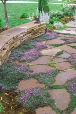 Splendens Purple Creeping Thyme - (Thymus Praecox) - 5 Pack Of Quart Pots 13 Splendens Purple Creeping Thyme - (Thymus Praecox) - 5 Pack Of Quart Pots -Garden Plants Thymus Praecox Splendens 3