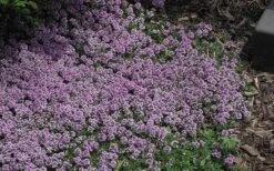 Splendens Purple Creeping Thyme - (Thymus Praecox) - 5 Pack Of Quart Pots 12 Splendens Purple Creeping Thyme - (Thymus Praecox) - 5 Pack Of Quart Pots -Garden Plants Thymus Praecox Splendens 4
