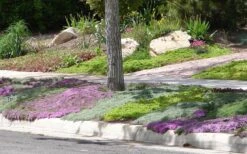 Woolly Creeping Thyme (Thymus Lanuginosis) - 10 Pack Of Pint Pots -Garden Plants Thymus mixture 1 2