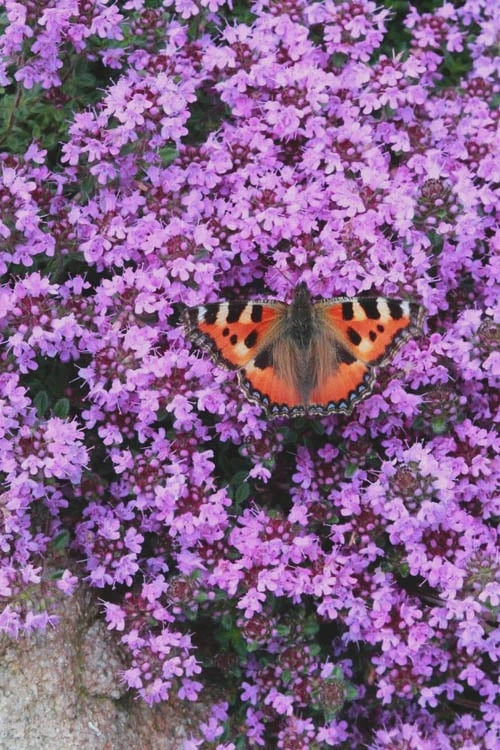 Splendens Purple Creeping Thyme - (Thymus Praecox) - 5 Pack Of Quart Pots 1 Splendens Purple Creeping Thyme - (Thymus Praecox) - 5 Pack Of Quart Pots