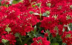 EnduraScape Red Verbena - 5 Pack Of Quart Pots -Garden Plants Verbena EnduraScape Red