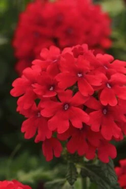 EnduraScape Red Verbena - 5 Pack Of Quart Pots -Garden Plants Verbena EnduraScape Red 7