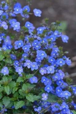 Georgia Blue Veronica Umbrosa - 1 Gallon Pot -Garden Plants Veronica Georgia Blue 500x750 1