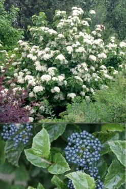All That Glows Arrowwood Viburnum - 2 Gallon Pot -Garden Plants Viburnum All That Glows 4