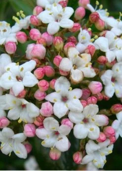 Burkwood Fragrant Viburnum - 3 Gallon Pot 14 Burkwood Fragrant Viburnum - 3 Gallon Pot -Garden Plants Viburnum Burkwood 11