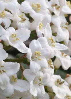 Burkwood Fragrant Viburnum - 3 Gallon Pot 15 Burkwood Fragrant Viburnum - 3 Gallon Pot -Garden Plants Viburnum Burkwood 2