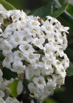 Burkwood Fragrant Viburnum - 3 Gallon Pot 13 Burkwood Fragrant Viburnum - 3 Gallon Pot -Garden Plants Viburnum Burkwood 3