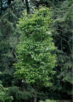 Burkwood Fragrant Viburnum - 3 Gallon Pot 12 Burkwood Fragrant Viburnum - 3 Gallon Pot -Garden Plants Viburnum Burkwood 7