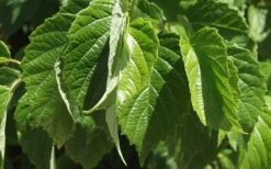 Chicago Luster Arrowwood Viburnum - 3 Gallon Pot -Garden Plants Viburnum Chicago Luster 1