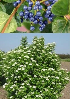 Chicago Luster Arrowwood Viburnum - 1 Gallon Pot -Garden Plants Viburnum Chicago Luster 3 1