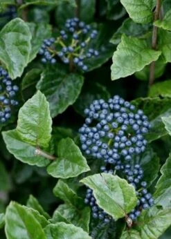 All That Glows Arrowwood Viburnum - 2 Gallon Pot -Garden Plants Viburnum Chicago Luster 5