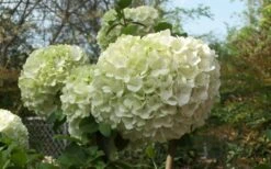 Chinese Snowball Viburnum Bush - 6 Pack Of 1 Gallon Pots -Garden Plants Viburnum Chinese Snowball Bloom Green 2