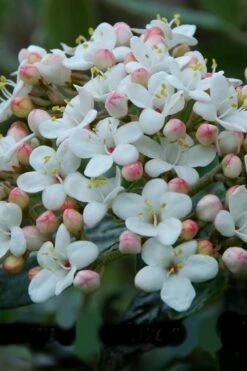 Dwarf Evergreen Snowball Viburnum 'Conoy' - 3 Gallon Pot 11 Dwarf Evergreen Snowball Viburnum 'Conoy' - 3 Gallon Pot -Garden Plants Viburnum Conoy 6