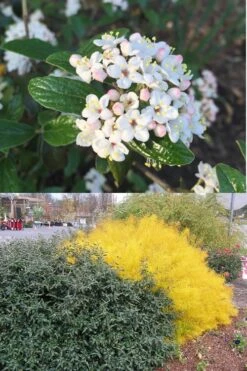 Dwarf Evergreen Snowball Viburnum 'Conoy' - 3 Gallon Pot 13 Dwarf Evergreen Snowball Viburnum 'Conoy' - 3 Gallon Pot -Garden Plants Viburnum Conoy 7