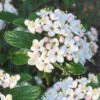 Dwarf Evergreen Snowball Viburnum 'Conoy' - 3 Gallon Pot