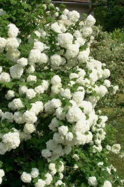 European Snowball Viburnum Bush - 3 Gallon Pot 8 European Snowball Viburnum Bush - 3 Gallon Pot -Garden Plants Viburnum European Snowball 1