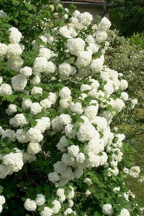 European Snowball Viburnum Bush - 3 Gallon Pot 4 European Snowball Viburnum Bush - 3 Gallon Pot - Image 4
