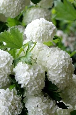 European Snowball Viburnum Bush - 3 Gallon Pot 9 European Snowball Viburnum Bush - 3 Gallon Pot -Garden Plants Viburnum European Snowball 5