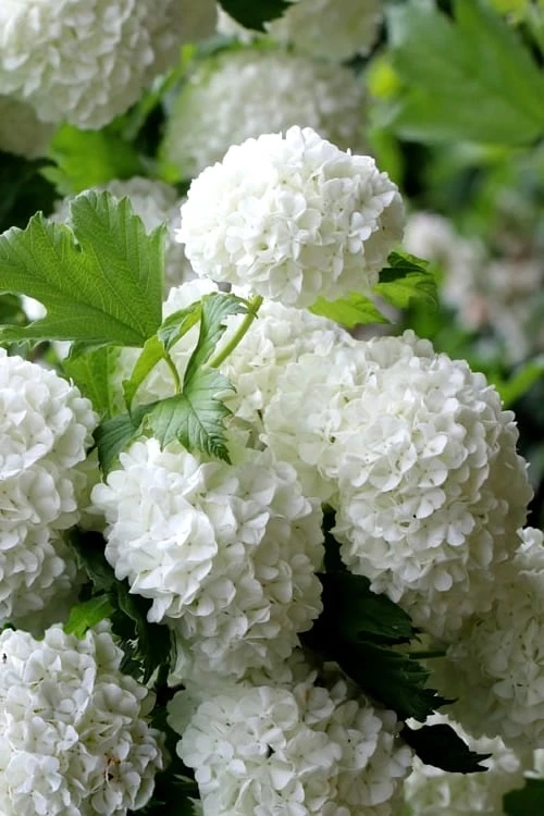 European Snowball Viburnum Bush - 3 Gallon Pot 5 European Snowball Viburnum Bush - 3 Gallon Pot - Image 5