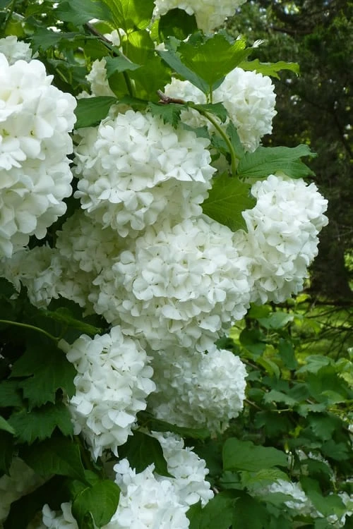 European Snowball Viburnum Bush - 3 Gallon Pot 1 European Snowball Viburnum Bush - 3 Gallon Pot