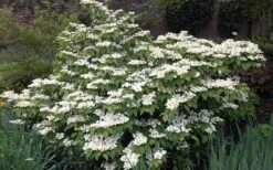 Mariesii Doublefile Viburnum - 2.5 Gallon Pot -Garden Plants Viburnum Mariesii 1