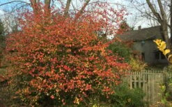 Fragrant Mohawk Viburnum Burkwoodi - 1 Gallon Pot 12 Fragrant Mohawk Viburnum Burkwoodi - 1 Gallon Pot -Garden Plants Viburnum Mohawk 10