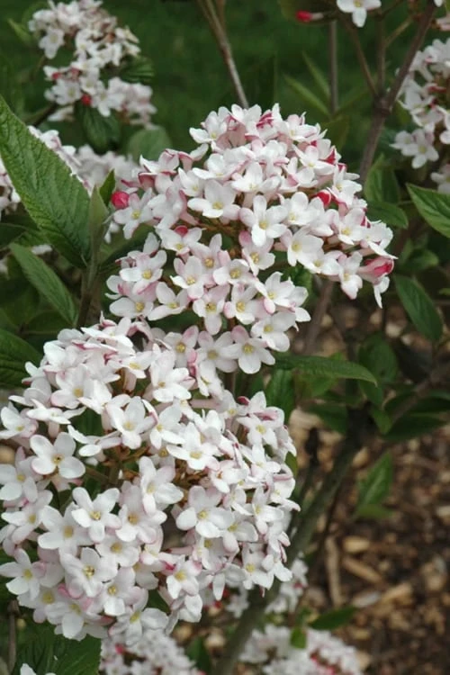 Fragrant Mohawk Viburnum Burkwoodi - 1 Gallon Pot 7 Fragrant Mohawk Viburnum Burkwoodi - 1 Gallon Pot - Image 7