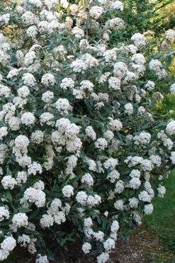 Fragrant Mohawk Viburnum Burkwoodi - 1 Gallon Pot 11 Fragrant Mohawk Viburnum Burkwoodi - 1 Gallon Pot -Garden Plants Viburnum Mohawk 5