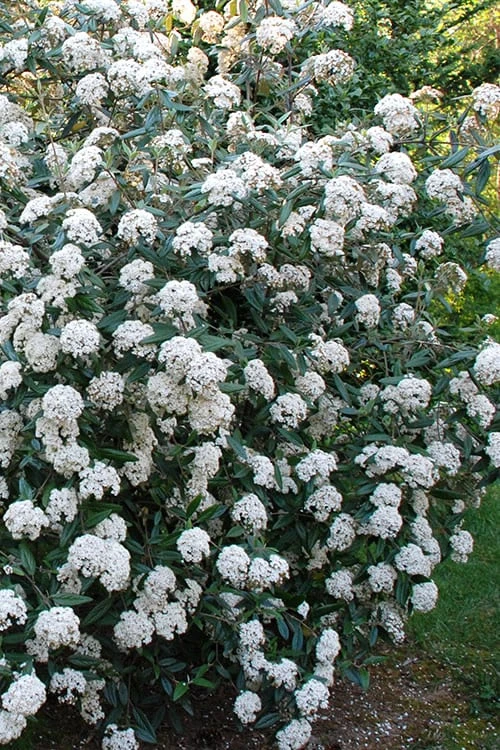 Fragrant Mohawk Viburnum Burkwoodi - 1 Gallon Pot 5 Fragrant Mohawk Viburnum Burkwoodi - 1 Gallon Pot - Image 5